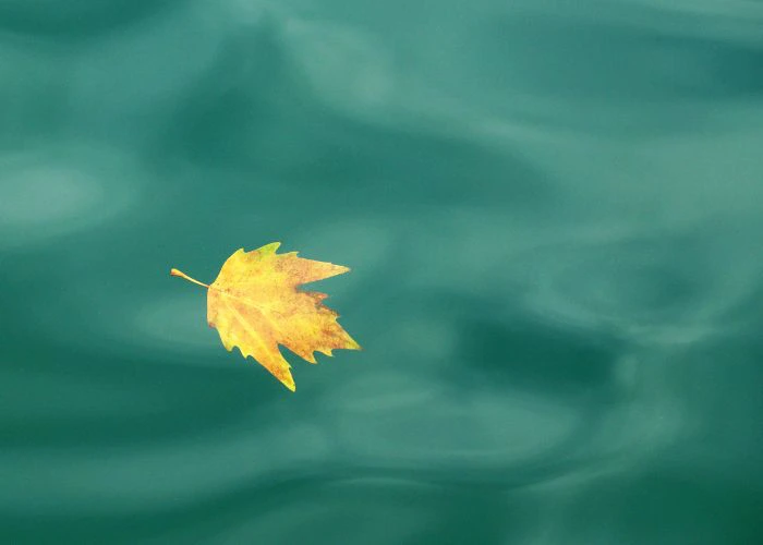 Una foglia autunnale galleggia in un laghetto